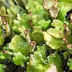 Cladonia sp. (genus) (Cup Lichen) at Stromlo, ACT - 13 Dec 2021 by trevorpreston