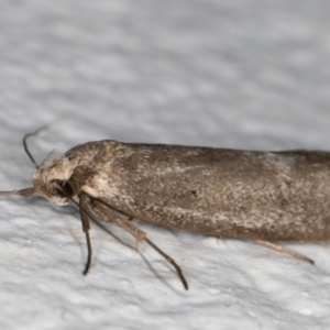 Leistomorpha brontoscopa at Melba, ACT - 10 Oct 2021 08:46 PM