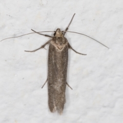 Leistomorpha brontoscopa at Melba, ACT - 10 Oct 2021 08:46 PM