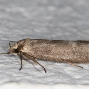 Leistomorpha brontoscopa at Melba, ACT - 10 Oct 2021 08:46 PM