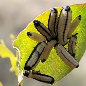 Paropsisterna cloelia at Stromlo, ACT - 13 Dec 2021