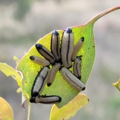 Paropsisterna cloelia at Stromlo, ACT - 13 Dec 2021