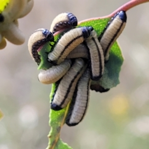 Paropsisterna cloelia at Stromlo, ACT - 13 Dec 2021