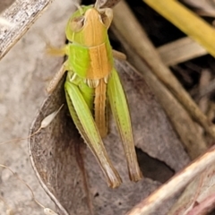 Praxibulus sp. (genus) (A grasshopper) at Stromlo, ACT - 13 Dec 2021 by trevorpreston