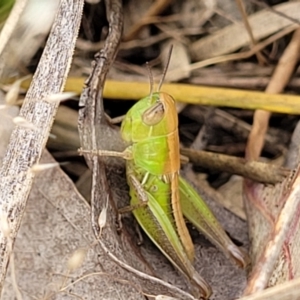 Praxibulus sp. (genus) at Stromlo, ACT - 13 Dec 2021