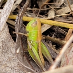 Praxibulus sp. (genus) at Stromlo, ACT - 13 Dec 2021