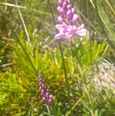 Comesperma ericinum (Heath Milkwort) at Shoal Bay, NSW - 13 Dec 2021 by LyndalT