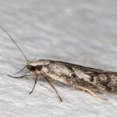 Eusemocosma pruinosa at Melba, ACT - 10 Oct 2021 11:01 PM