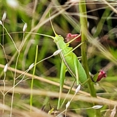 Polichne sp. (genus) (Small Grassland Katydid) at Stromlo, ACT - 13 Dec 2021 by tpreston