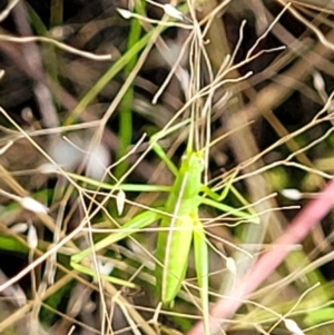 Polichne sp. (genus) at Stromlo, ACT - 13 Dec 2021