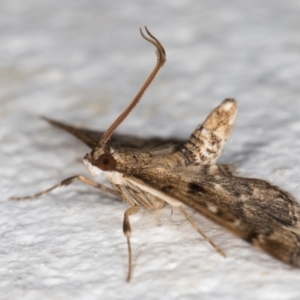 Nacoleia rhoeoalis at Melba, ACT - 10 Oct 2021 11:06 PM