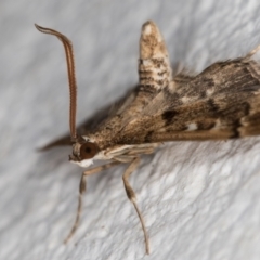 Nacoleia rhoeoalis at Melba, ACT - 10 Oct 2021 11:06 PM