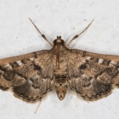 Nacoleia rhoeoalis at Melba, ACT - 10 Oct 2021 11:06 PM