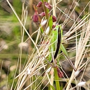 Conocephalus semivittatus at Stromlo, ACT - 13 Dec 2021 04:19 PM