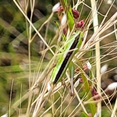 Conocephalus semivittatus at Stromlo, ACT - 13 Dec 2021