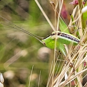 Conocephalus semivittatus at Stromlo, ACT - 13 Dec 2021 04:19 PM