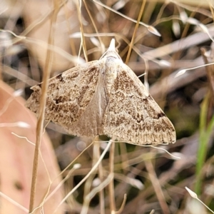 Dichromodes estigmaria at Molonglo Valley, ACT - 13 Dec 2021 04:15 PM