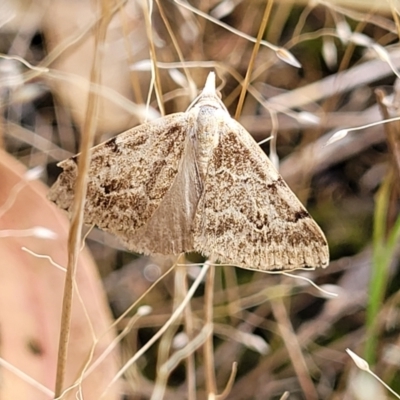 Dichromodes estigmaria (Pale Grey Heath Moth) at Molonglo Valley, ACT - 13 Dec 2021 by trevorpreston