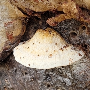 Truncospora ochroleuca at Stromlo, ACT - 13 Dec 2021