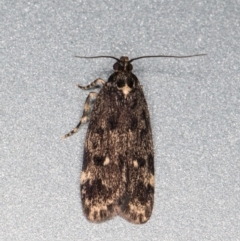 Barea codrella (A concealer moth) at Melba, ACT - 10 Oct 2021 by kasiaaus