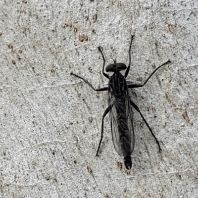 Cerdistus sp. (genus) (Slender Robber Fly) at Stromlo, ACT - 13 Dec 2021 by tpreston