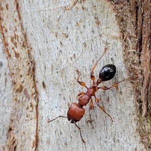 Podomyrma gratiosa at Stromlo, ACT - 13 Dec 2021 04:06 PM