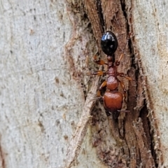 Podomyrma gratiosa at Stromlo, ACT - 13 Dec 2021 04:06 PM