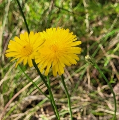 Hypochaeris radicata (Cat's Ear, Flatweed) at Stromlo, ACT - 13 Dec 2021 by trevorpreston