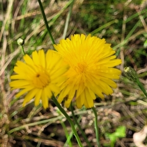 Hypochaeris radicata at Stromlo, ACT - 13 Dec 2021