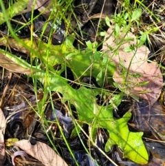 Hypochaeris radicata at Stromlo, ACT - 13 Dec 2021