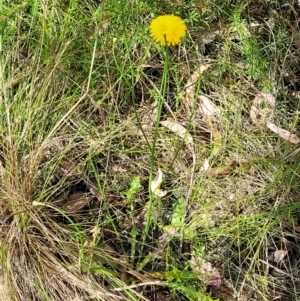 Hypochaeris radicata at Stromlo, ACT - 13 Dec 2021