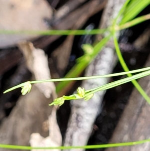 Isolepis sp. at Stromlo, ACT - 13 Dec 2021 03:59 PM