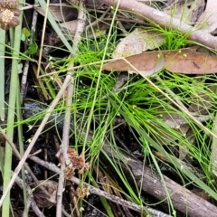 Isolepis sp. at Stromlo, ACT - 13 Dec 2021 03:59 PM