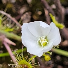 Drosera gunniana (Pale Sundew) at Stromlo, ACT - 13 Dec 2021 by tpreston