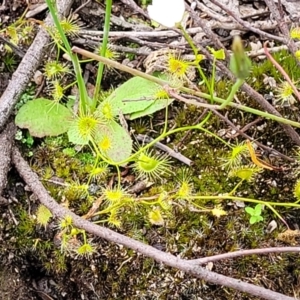 Drosera gunniana at Stromlo, ACT - 13 Dec 2021