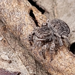 Maratus vespertilio (Bat-like peacock spider) at Stromlo, ACT - 13 Dec 2021 by trevorpreston