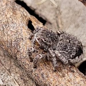 Maratus vespertilio at Stromlo, ACT - 13 Dec 2021