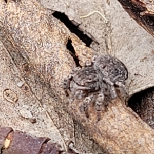 Maratus vespertilio at Stromlo, ACT - 13 Dec 2021