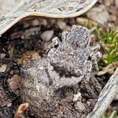 Maratus vespertilio at Stromlo, ACT - 13 Dec 2021