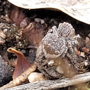 Maratus vespertilio at Stromlo, ACT - 13 Dec 2021