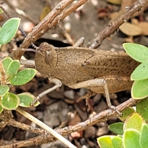 Goniaea opomaloides at Stromlo, ACT - 13 Dec 2021 03:47 PM