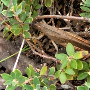 Goniaea opomaloides at Stromlo, ACT - 13 Dec 2021 03:47 PM