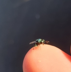 Chrysididae (family) at Kaleen, ACT - 11 Dec 2021