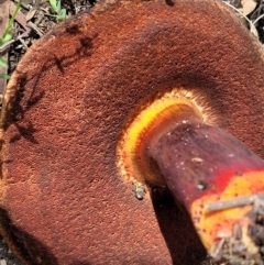 zz bolete at Stromlo, ACT - 13 Dec 2021 by trevorpreston