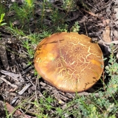 zz bolete at Stromlo, ACT - 13 Dec 2021