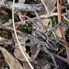 Tasmanicosa sp. (genus) (Tasmanicosa wolf spider) at Stromlo, ACT - 13 Dec 2021 by trevorpreston