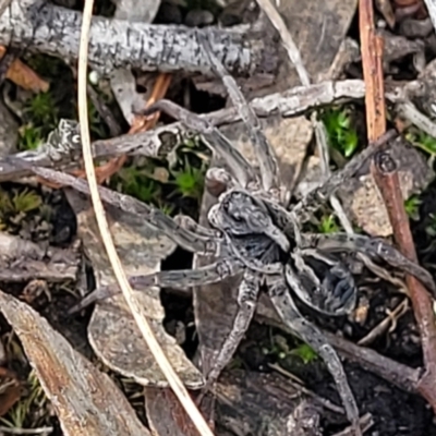 Tasmanicosa sp. (genus) (Unidentified Tasmanicosa wolf spider) at Stromlo, ACT - 13 Dec 2021 by tpreston