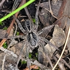 Tasmanicosa sp. (genus) at Stromlo, ACT - 13 Dec 2021