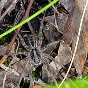 Tasmanicosa sp. (genus) at Stromlo, ACT - 13 Dec 2021