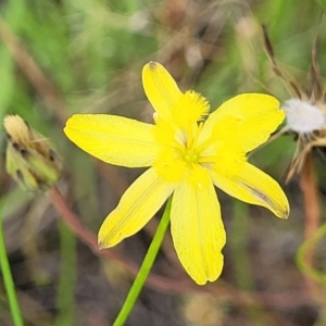 Tricoryne elatior at Block 402 - 13 Dec 2021